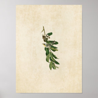 Platte 85 | Gelbwurzel Poster