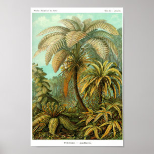 Platte 92. Filicinae Poster