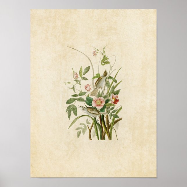 Platte 93 | Küstenfinale | Vögel in Amerika Poster (Vorne)