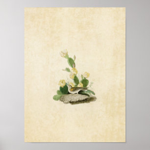 Platte 94   Grasfinch oder Bachgeflügel Poster