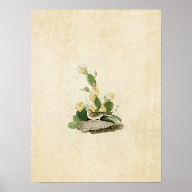 Platte 94 | Grasfinch oder Bachgeflügel Poster (Vorne)