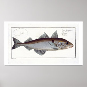 Platte LXII der Schellfische (Gadus Aeglefinus) Poster