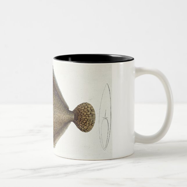 Platte XLIX des Steinbutts (Pleuronectes Maximus) Zweifarbige Tasse (Rechts)