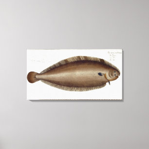 Platte XLV von "Ichthyol" (Solea Solaea) Leinwanddruck