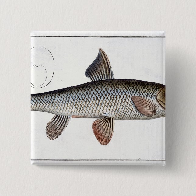 Platte XVIII des Barbel (Cyprinus Barbus) von Button (Vorderseite)