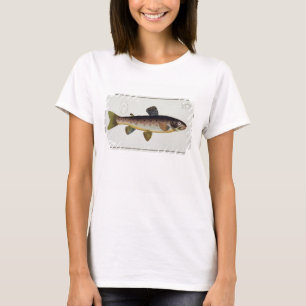 Platte XXIII der Bachforelle (Salmo Iasustris) von T-Shirt