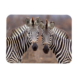 Platte Zebras, Kruger-Nationalpark Magnet