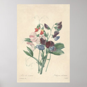 Platterbsen Canvas Print Poster