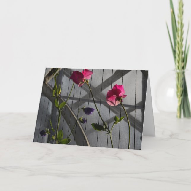 Platterbsen nachmittags karte (Vorderseite)