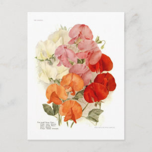 Platterbsen Postkarte