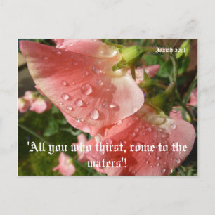 Platterbsen Postkarte