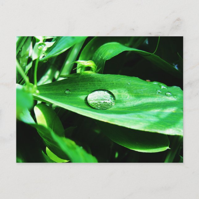 Platterbsen und Regen Postkarte (Vorderseite)