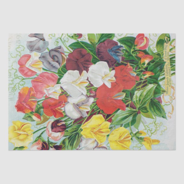 Platterbsen von Seidenpapier 1897 (Vorderseite)