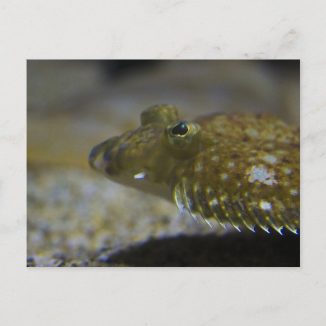 Plattfisch Postkarte (Vorderseite)