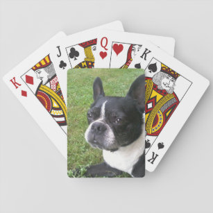 Plattform der Spielkarten, mit Boston-Terrier Spielkarten