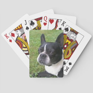 Plattform der Spielkarten, mit Boston-Terrier Spielkarten