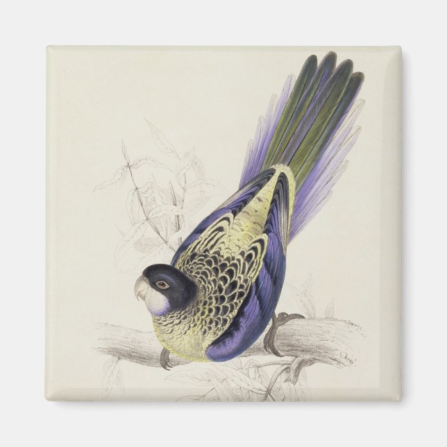 Platycercus Brownii oder Brown's Parrakeet (Plate  Magnet (Vorne)