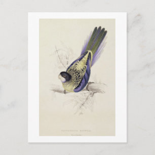 Platycercus Brownii oder Brown's Parrakeet (Plate  Postkarte