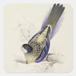Platycercus Brownii oder Brown's Parrakeet (Plate  Quadratischer Aufkleber