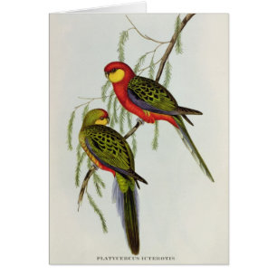 Platycercus Icterotis