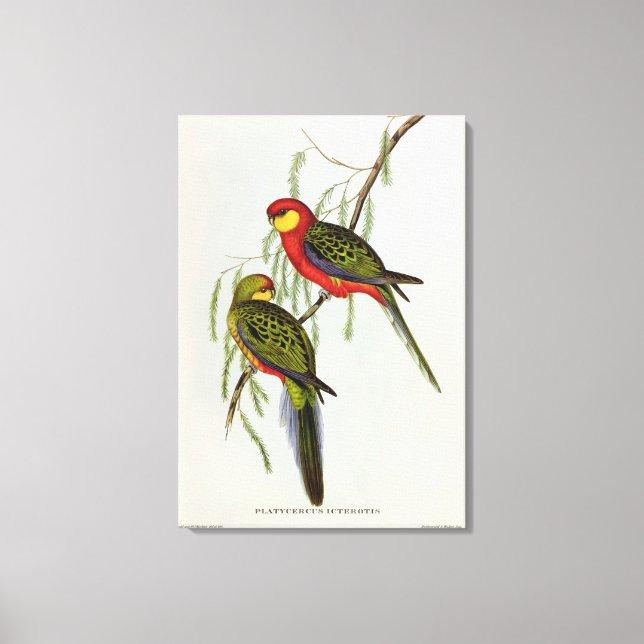 Platycercus Icterotis Leinwanddruck (Vorderseite)