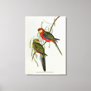 Platycercus Icterotis Leinwanddruck