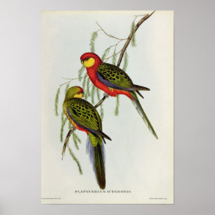 Platycercus Icterotis Poster