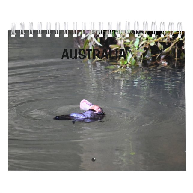 PLATYPUS AUSTRALIA KALENDER (Titelbild)