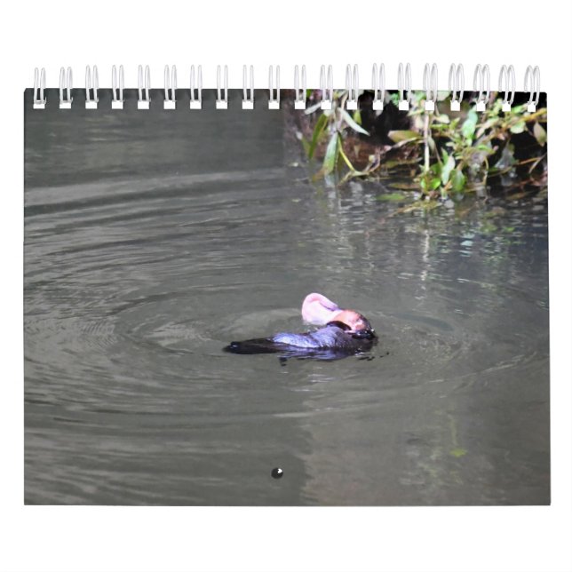 PLATYPUS AUSTRALIA KALENDER (Titelbild)