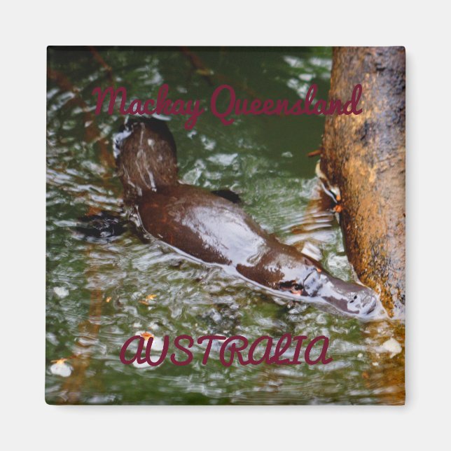 PLATYPUS EUNGELLA NATIONALPARK AUSTRALIEN MAGNET (Vorne)