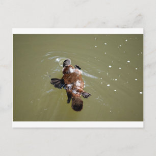 PLATYPUS EUNGELLA NATIONALPARK AUSTRALIEN POSTKARTE