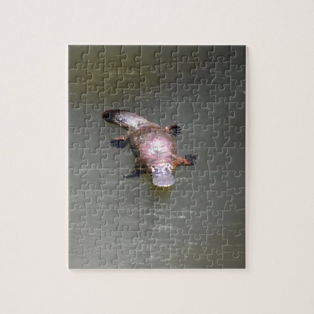 PLATYPUS EUNGELLA NATIONALPARK AUSTRALIEN PUZZLE (Vertikal)