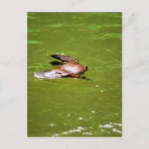 PLATYPUS IN WASSER EUNGELLA AUSTRALIA POSTKARTE
