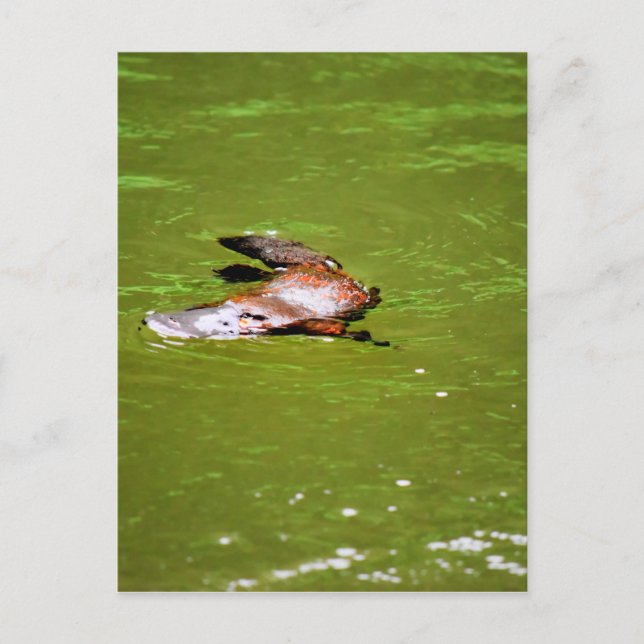 PLATYPUS IN WASSER EUNGELLA AUSTRALIA POSTKARTE (Vorderseite)