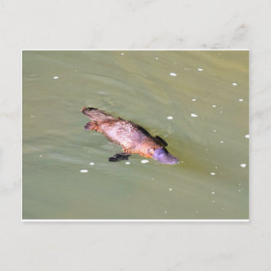 PLATYPUS IN WASSER EUNGELLA AUSTRALIA POSTKARTE