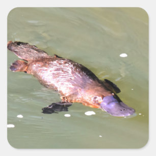 PLATYPUS IN WASSER EUNGELLA AUSTRALIA QUADRATISCHER AUFKLEBER