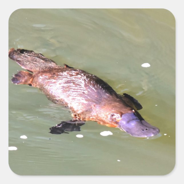 PLATYPUS IN WASSER EUNGELLA AUSTRALIA QUADRATISCHER AUFKLEBER (Vorderseite)