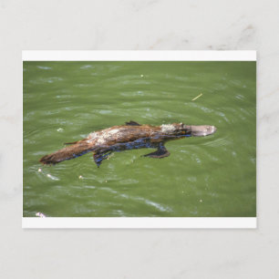 PLATYPUS QUEENSLAND AUSTRALIA POSTKARTE
