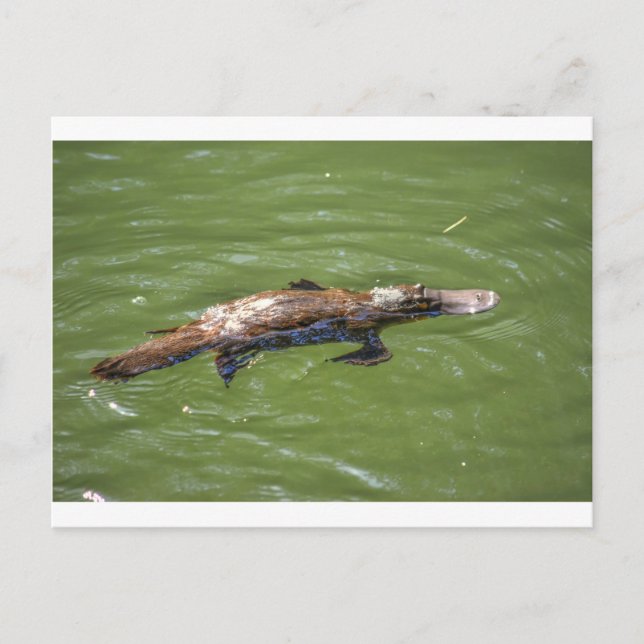 PLATYPUS QUEENSLAND AUSTRALIEN POSTKARTE (Vorderseite)