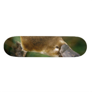 Platypus Skateboard