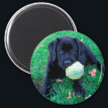 Play Ball - Labrador Puppy - Black Lab Magnet<br><div class="desc">All diese Black Lab Welpe will zu tun ist Ball spielen ! Play Ball - Original Artwork von Judy Burrows @ Black Dog Art</div>