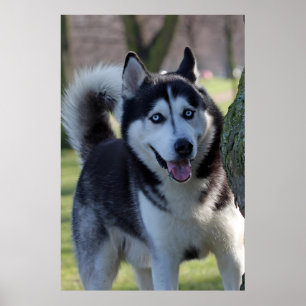 Playful Alaska Husky Schlitten Dog Schöne Kunst dr Poster