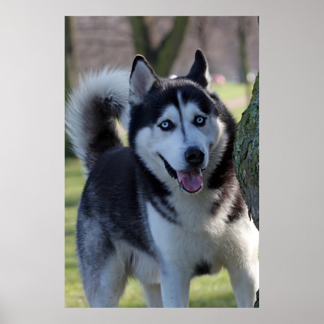 Playful Alaska Husky Schlitten Dog Schöne Kunst dr Poster (Vorne)