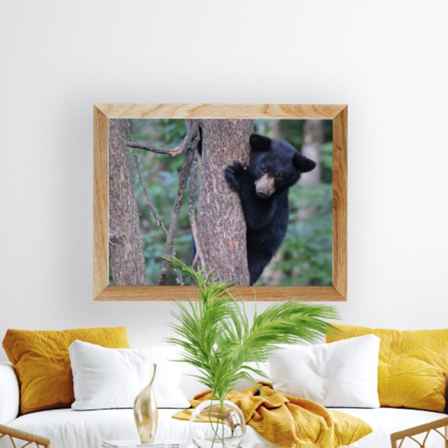 Playful Baby Black Bear Cube in Tree Foto Poster (Von Creator hochgeladen)