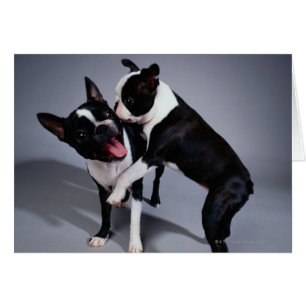 Playful Boston Terriers
