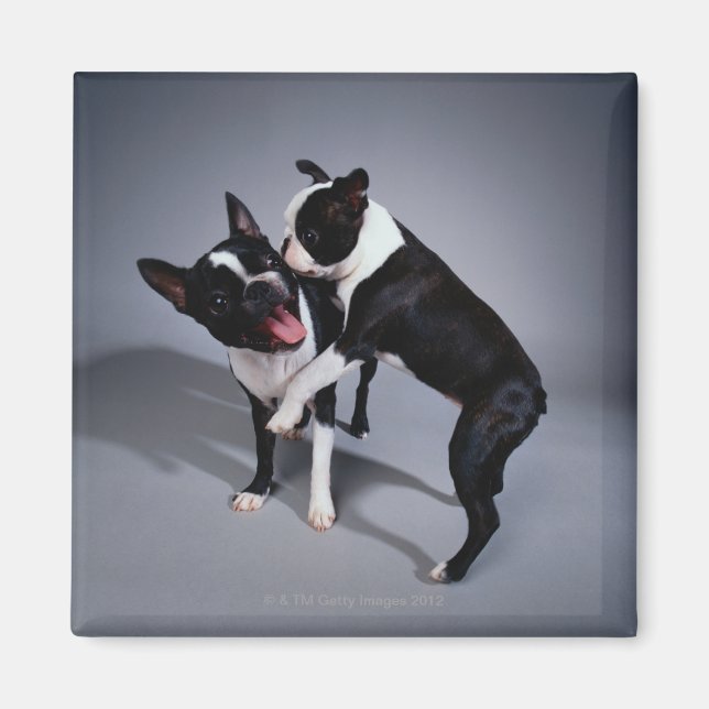 Playful Boston Terriers Magnet (Vorne)