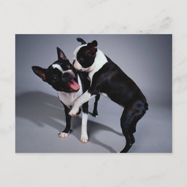 Playful Boston Terriers Postkarte (Vorderseite)
