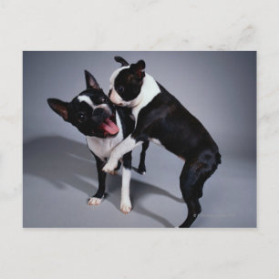 Playful Boston Terriers Postkarte