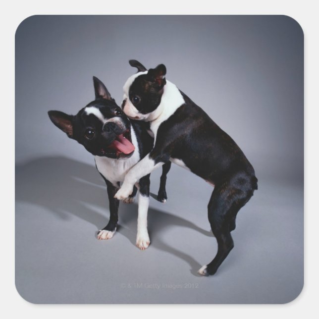 Playful Boston Terriers Quadratischer Aufkleber (Vorderseite)