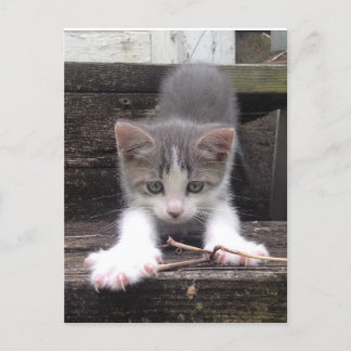 Playful Cute Kitten Postkarte